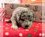 Small Photo #7 Aussiedoodle Puppy For Sale in SPARTA, MO, USA