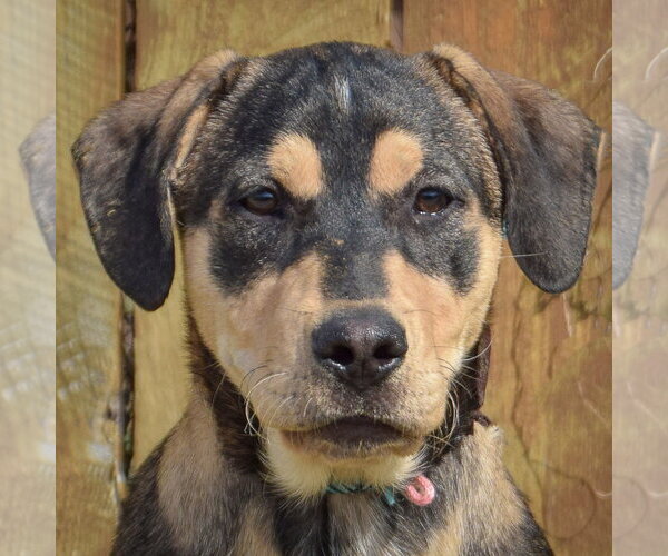 Medium Photo #7 German Shepherd Dog Puppy For Sale in Huntley, IL, USA