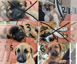 Shepradors Dogs for adoption in LA PUENTE, CA, USA