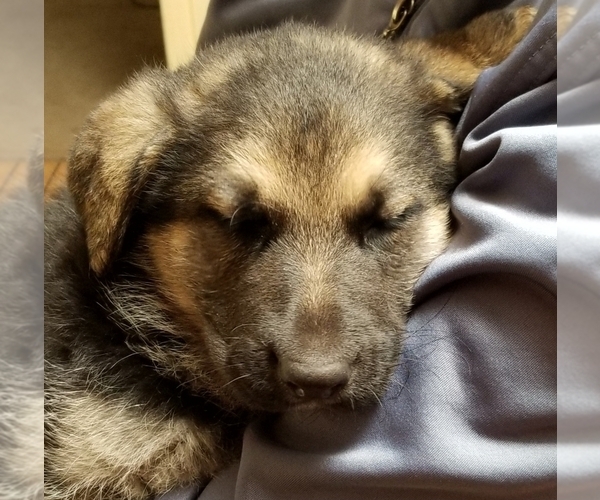 Medium Photo #8 German Shepherd Dog Puppy For Sale in PHOENIX, AZ, USA