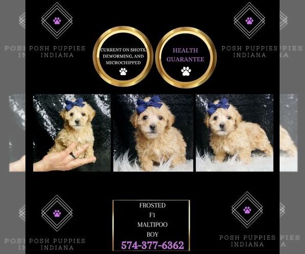 Medium Photo #73 Maltipoo Puppy For Sale in WARSAW, IN, USA