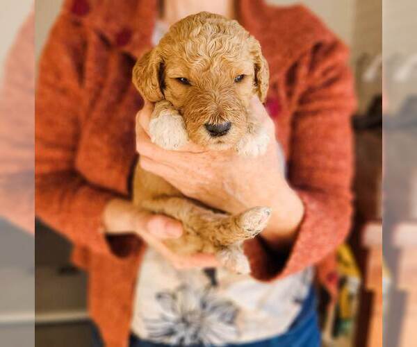 Medium Photo #9 Poodle (Standard) Puppy For Sale in WAGENER, SC, USA