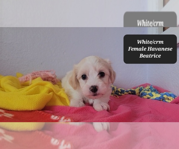 Medium Photo #3 Havanese Puppy For Sale in TUCSON, AZ, USA