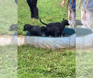 Lab Mix Pups Girls - Male Labrador Retriever-Unknown Mix Dog for Adoption - Photo #3