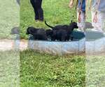Small Photo #3 Labrador Retriever-Unknown Mix Puppy For Sale in Unionville, PA, USA