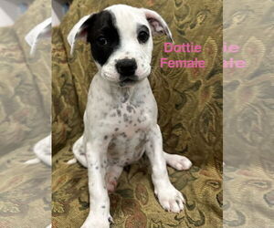 Australian Shepherd-Unknown Mix Dogs for adoption in Jackson Township, NJ, USA