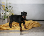 Small #1 Doberman Pinscher