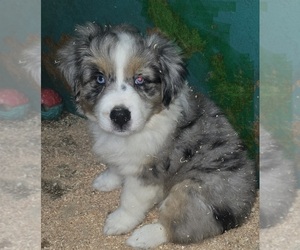 Australian Shepherd Puppy for sale in DUVALL, WA, USA