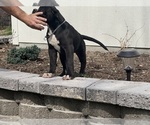Small #1 American Bulldog