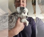 Small Photo #7 Miniature Australian Shepherd Puppy For Sale in SALEM, OR, USA