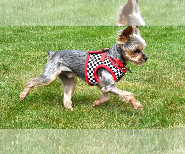 Medium Photo #4 Mutt Puppy For Sale in Allentown,, PA, USA