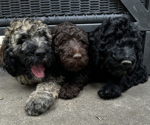 Springerdoodle Puppy for Sale in FREMONT, Nebraska USA