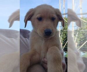 German Shepherd Dog-Golden Retriever Mix Puppy for sale in MODESTO, CA, USA