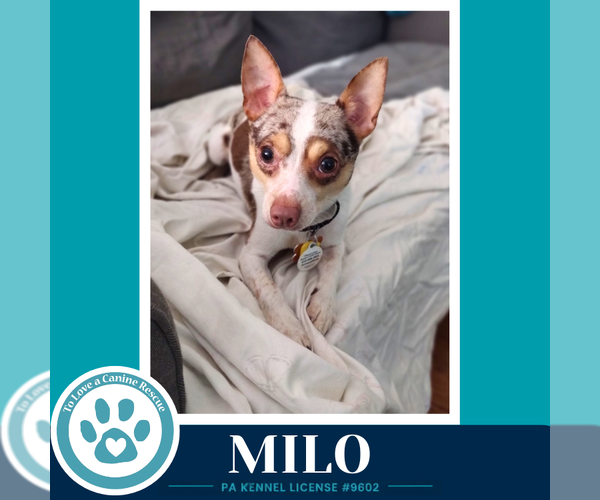 Medium Photo #1 Chihuahua Puppy For Sale in Kimberton, PA, USA