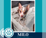 Small Chihuahua