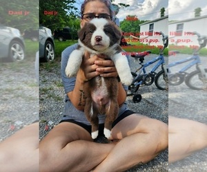 Medium Australian Shepherd