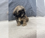 Small Photo #9 Shih Tzu Puppy For Sale in SAINT AUGUSTINE, FL, USA