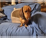 Small #2 Dachshund