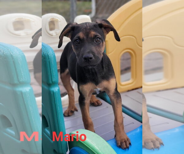 Medium Photo #2 Australian Shepherd-Unknown Mix Puppy For Sale in Des Moines, IA, USA