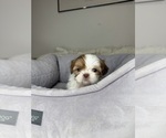 Small #1 Shih Tzu