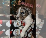 Puppy 4 Aussiedoodle Miniature 