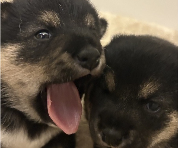 Medium Photo #5 Shiba Inu Puppy For Sale in ELIZABETH CITY, NC, USA