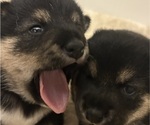 Small #4 Shiba Inu