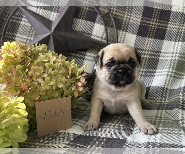 Medium Photo #3 Puggle Puppy For Sale in ELKTON, VA, USA