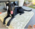Small #1 Labrador Retriever Mix