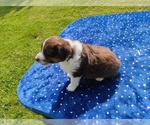 Small #3 Miniature American Shepherd