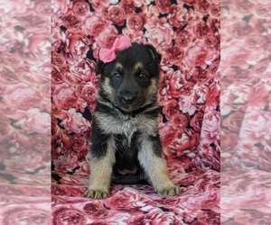 German Shepherd Dog Puppy for sale in QUARRYVILLE, PA, USA