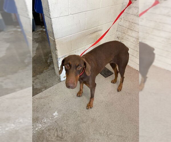 Medium Photo #1 Doberman Pinscher Puppy For Sale in San Bernardino, CA, USA