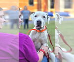 Small #1 American Pit Bull Terrier Mix