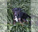 Small #3 Labrador Retriever Mix
