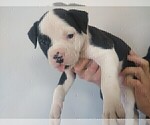 Small Photo #1 American Bulldog Puppy For Sale in CALDWELL, ID, USA