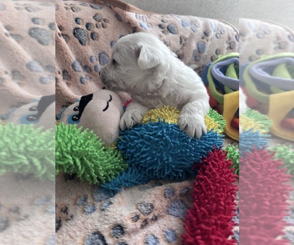 Medium Photo #4 West Highland White Terrier Puppy For Sale in RADCLIFF, KY, USA