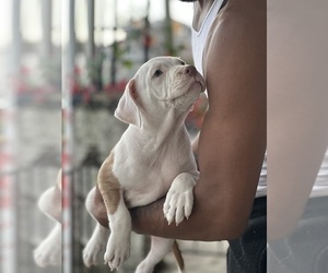 American Pit Bull Terrier-American Staffordshire Terrier Mix Puppy for sale in YEADON, PA, USA