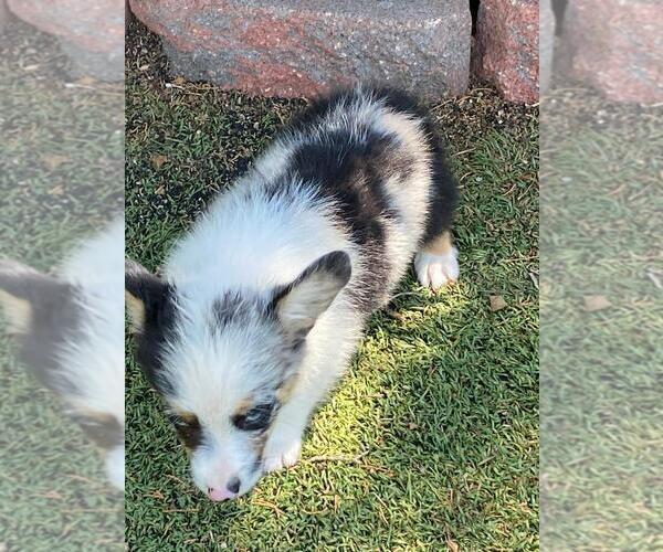 Medium Photo #5 Aussie-Corgi Puppy For Sale in BRIGGSDALE, CO, USA