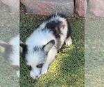 Small #4 Aussie-Corgi