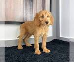 Small Photo #4 Goldendoodle Puppy For Sale in FRANKLIN, IN, USA