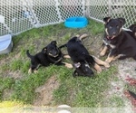 Small Photo #20 German Shepherd Dog Puppy For Sale in BRUSLY, LA, USA