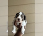 Puppy Chester Schnauzer (Miniature)