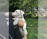 Small #4 American Pit Bull Terrier