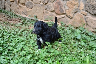 Pyredoodle Puppy for sale in BALL GROUND, GA, USA