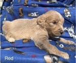Small Photo #17 English Cream Golden Retriever-Poodle (Standard) Mix Puppy For Sale in DEARBORN, MO, USA