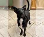 Small #1 Mutt