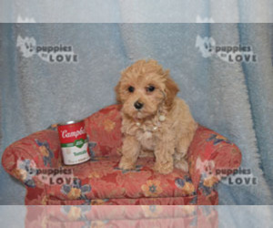 Maltipoo Puppy for sale in SANGER, TX, USA