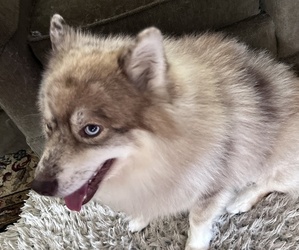 Father of the Pomsky puppies born on 07/02/2025