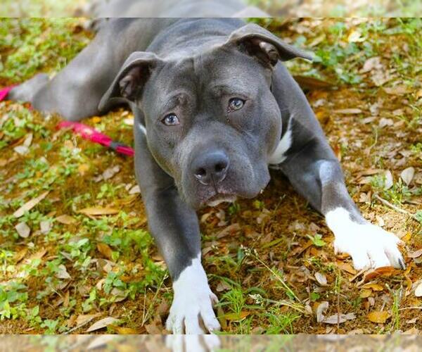 Medium Photo #2 American Staffordshire Terrier-Unknown Mix Puppy For Sale in Tallahassee, FL, USA