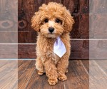 Kirby - Male Poodle (Toy) Puppy for Sale - Photo #4